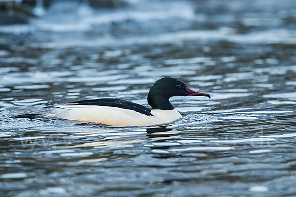 Gänsesäger (Mergus merganser)