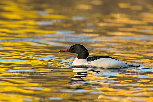 Gänsesäger (Mergus merganser)