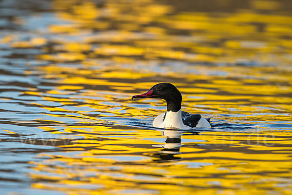 Gänsesäger (Mergus merganser)