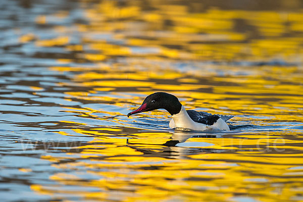 Gänsesäger (Mergus merganser)