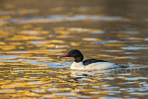 Gänsesäger (Mergus merganser)