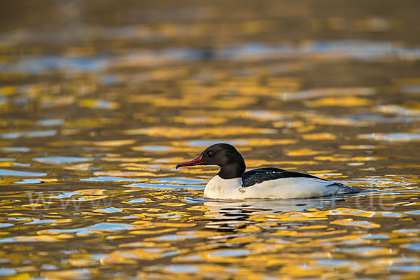 Gänsesäger (Mergus merganser)