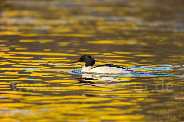 Gänsesäger (Mergus merganser)