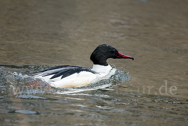 Gänsesäger (Mergus merganser)