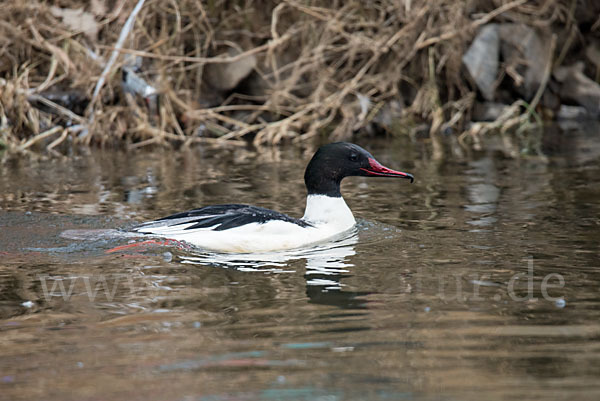 Gänsesäger (Mergus merganser)