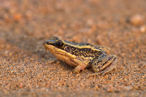 Galam Weißlippenfrosch (Amnirana galamensis)