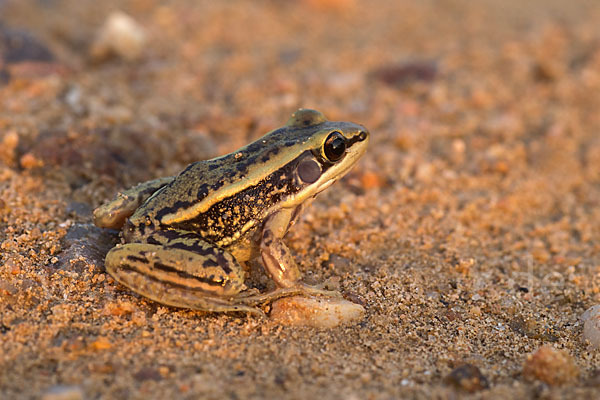 Galam Weißlippenfrosch (Amnirana galamensis)