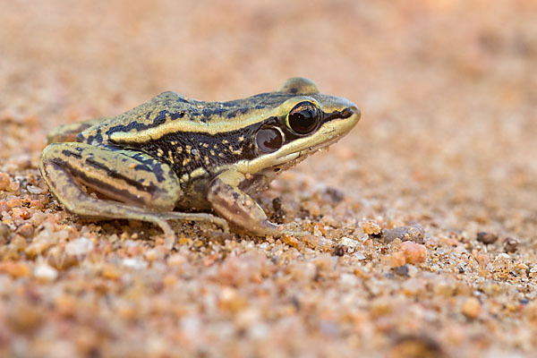 Galam Weißlippenfrosch (Amnirana galamensis)