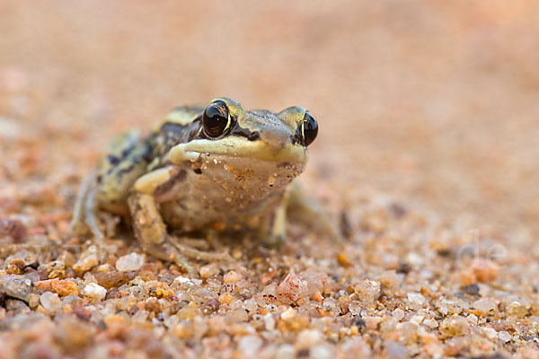 Galam Weißlippenfrosch (Amnirana galamensis)