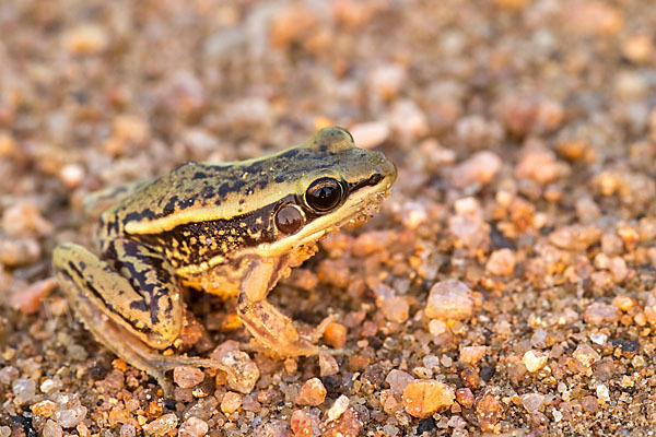 Galam Weißlippenfrosch (Amnirana galamensis)