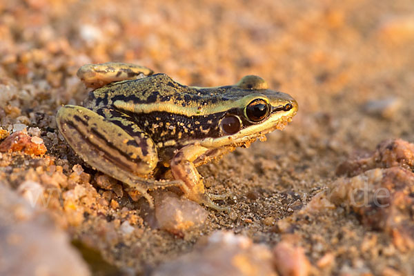 Galam Weißlippenfrosch (Amnirana galamensis)