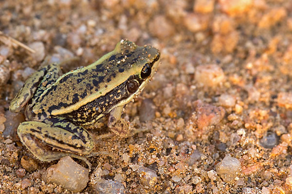 Galam Weißlippenfrosch (Amnirana galamensis)