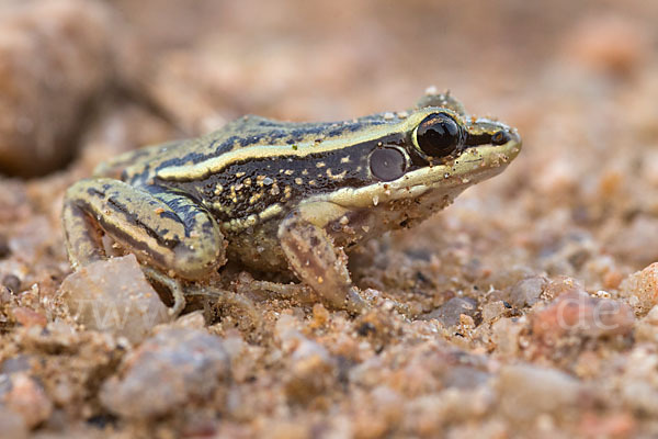 Galam Weißlippenfrosch (Amnirana galamensis)