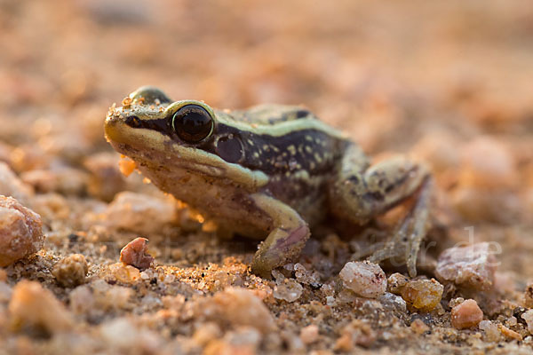 Galam Weißlippenfrosch (Amnirana galamensis)