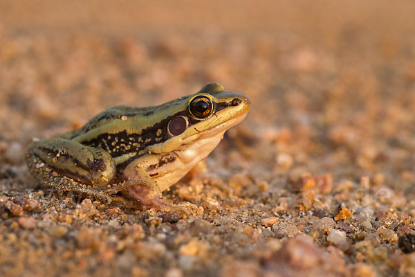 Galam Weißlippenfrosch (Amnirana galamensis)