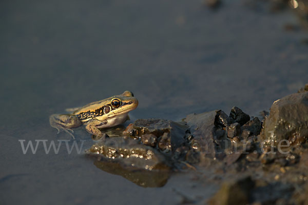 Galam Weißlippenfrosch (Amnirana galamensis)