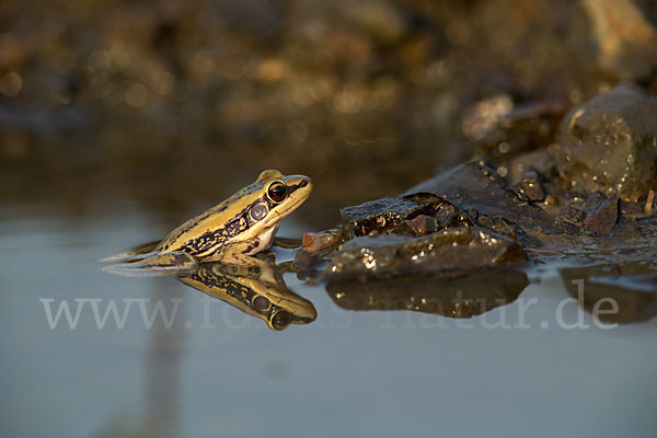 Galam Weißlippenfrosch (Amnirana galamensis)