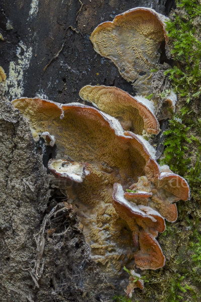 Gallertfleischiger Fältling (Phlebia tremellosa)