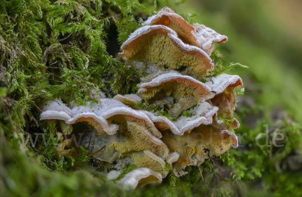 Gallertfleischiger Fältling (Phlebia tremellosa)