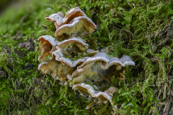 Gallertfleischiger Fältling (Phlebia tremellosa)