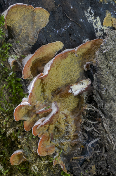 Gallertfleischiger Fältling (Phlebia tremellosa)