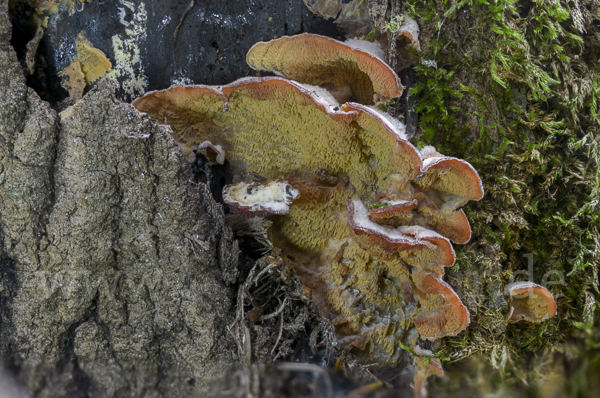 Gallertfleischiger Fältling (Phlebia tremellosa)