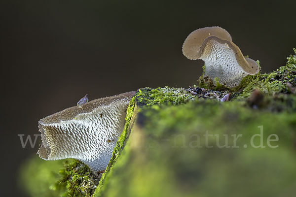 Gallertiger Zitterzahn (Pseudohydnum gelatinosum)