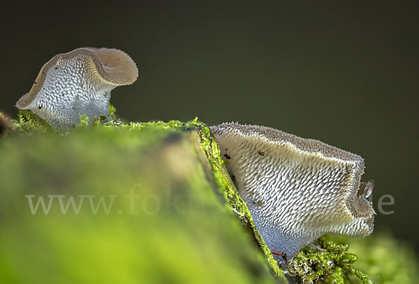 Gallertiger Zitterzahn (Pseudohydnum gelatinosum)