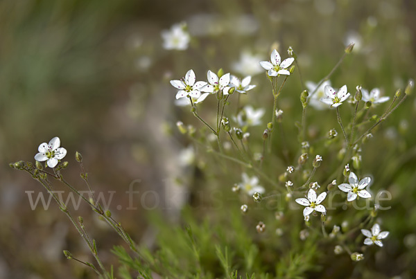 Galmei-Frühlings-Miere (Minuartia verna subsp. Hercynica)