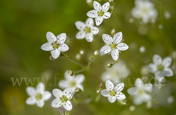 Galmei-Frühlings-Miere (Minuartia verna subsp. Hercynica)