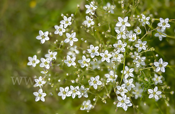 Galmei-Frühlings-Miere (Minuartia verna subsp. Hercynica)