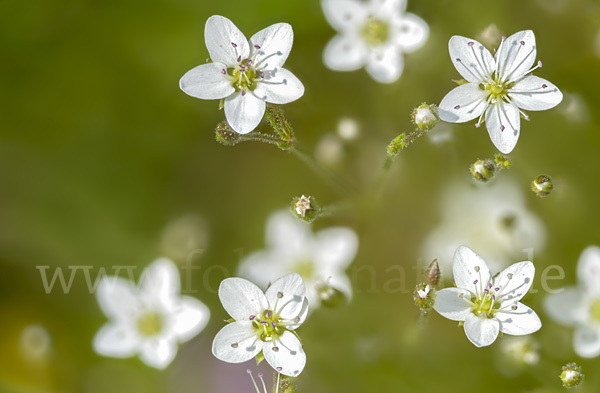 Galmei-Frühlings-Miere (Minuartia verna subsp. Hercynica)