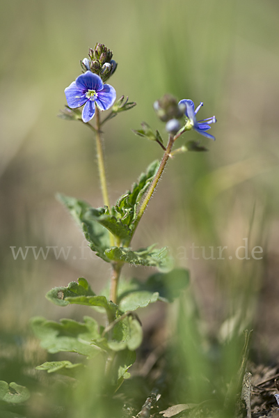 Gamander-Ehrenpreis (Veronica chamaedrys)