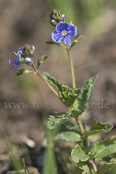 Gamander-Ehrenpreis (Veronica chamaedrys)