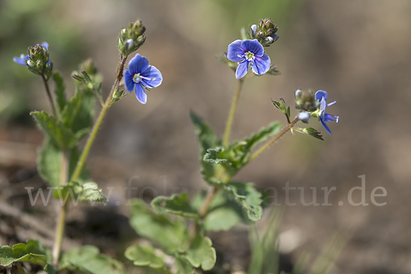 Gamander-Ehrenpreis (Veronica chamaedrys)