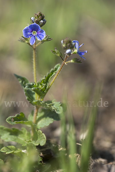 Gamander-Ehrenpreis (Veronica chamaedrys)