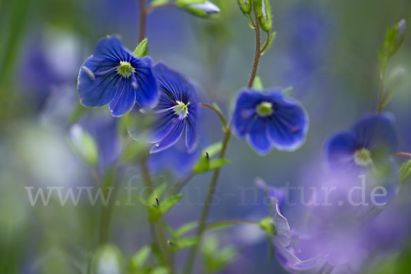 Gamander-Ehrenpreis (Veronica chamaedrys)