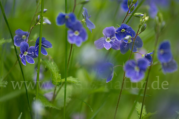 Gamander-Ehrenpreis (Veronica chamaedrys)