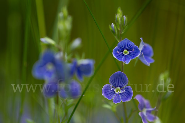 Gamander-Ehrenpreis (Veronica chamaedrys)