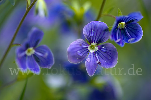 Gamander-Ehrenpreis (Veronica chamaedrys)