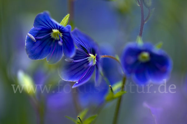 Gamander-Ehrenpreis (Veronica chamaedrys)