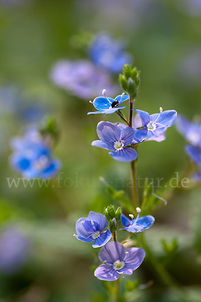 Gamander-Ehrenpreis (Veronica chamaedrys)