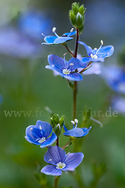 Gamander-Ehrenpreis (Veronica chamaedrys)