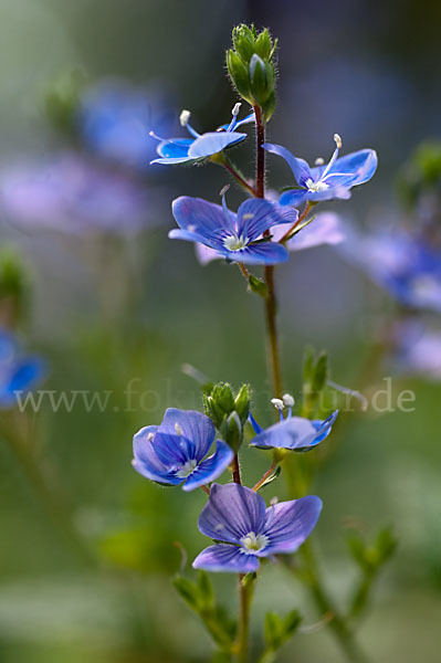 Gamander-Ehrenpreis (Veronica chamaedrys)