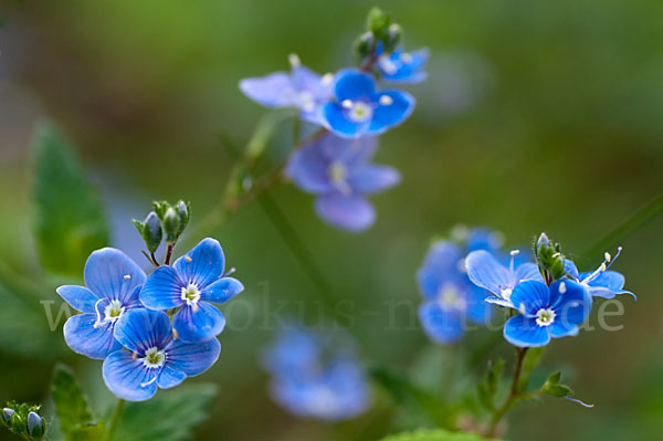 Gamander-Ehrenpreis (Veronica chamaedrys)