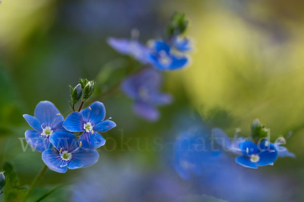 Gamander-Ehrenpreis (Veronica chamaedrys)