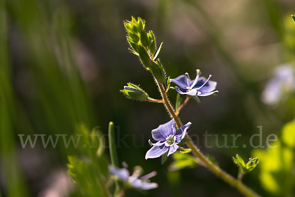 Gamander-Ehrenpreis (Veronica chamaedrys)