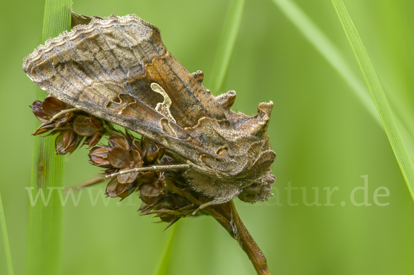 Gammaeule (Autographa gamma)