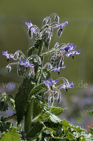 Garten-Borretsch (Borago officinalis)