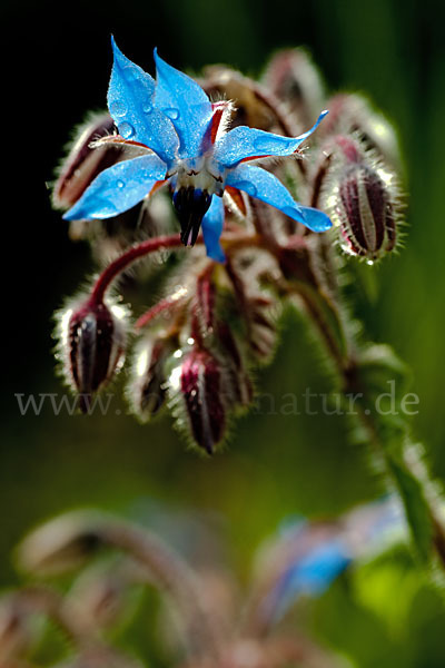 Garten-Borretsch (Borago officinalis)